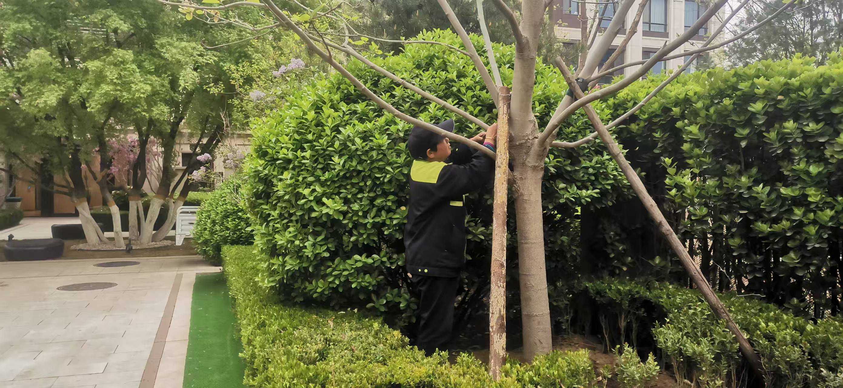 北京將出現(xiàn)10級以上大風(fēng)，園林綠化養(yǎng)護(hù)如何提前防范風(fēng)險
